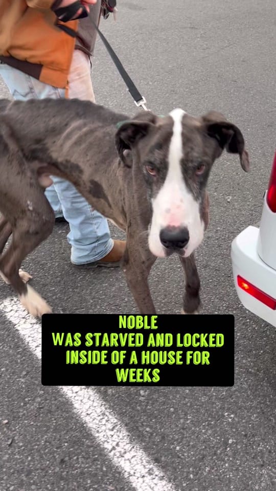 Post 9 by Hanks Rescue on TikTok (video)
