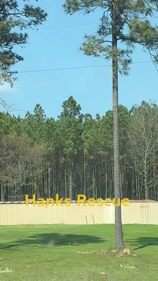 Post 4 by Hanks Rescue on TikTok (video)