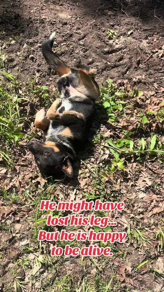 Post 3 by Hanks Rescue on TikTok (video)