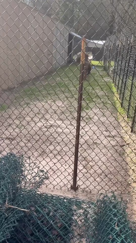 Post 1 by Hanks Rescue on TikTok (video)