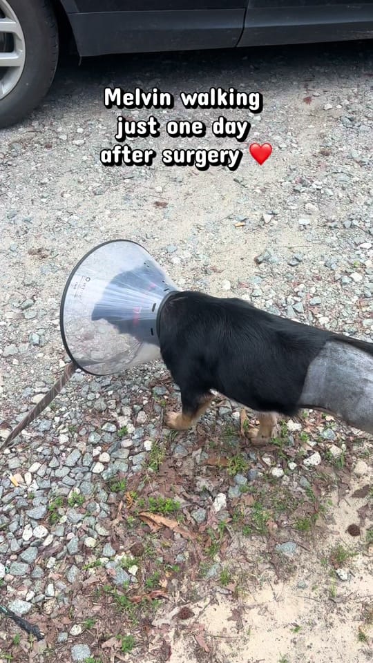 Post 7 by Hanks Rescue on TikTok (video)