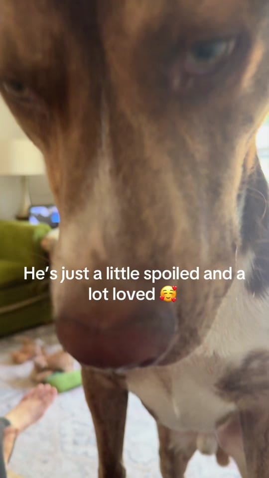 Post 6 by jennjensc on TikTok (video)