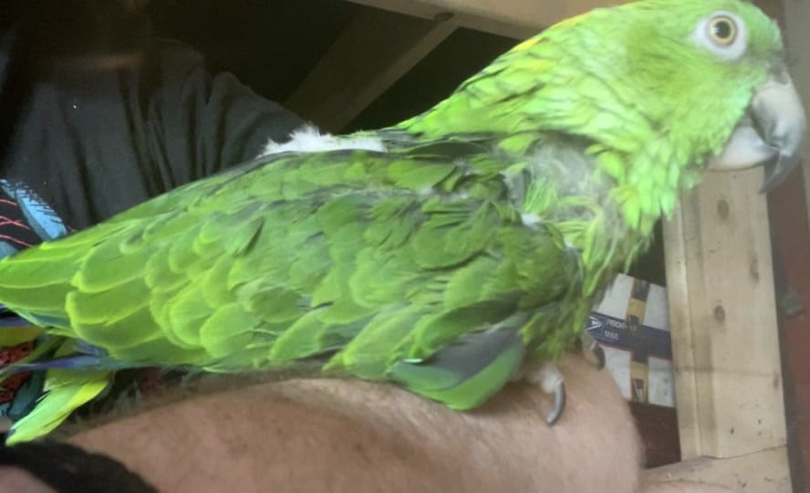 Post 3 by Fox Freak on TikTok (video)