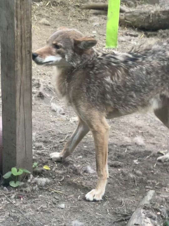 Post 6 by Fox Freak on TikTok (video)