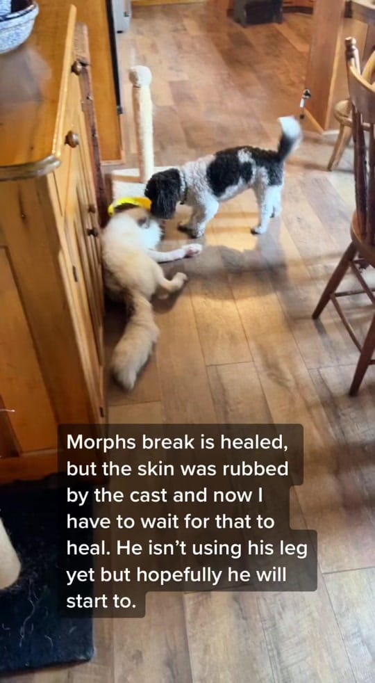 Post 10 by Fox Freak on TikTok (video)