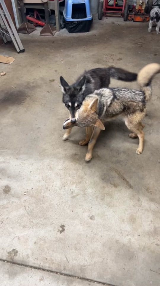 Post 1 by Fox Freak on TikTok (video)