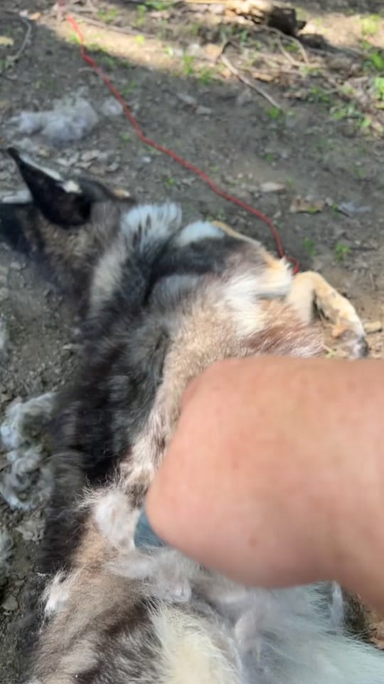 Post 7 by Fox Freak on TikTok (video)
