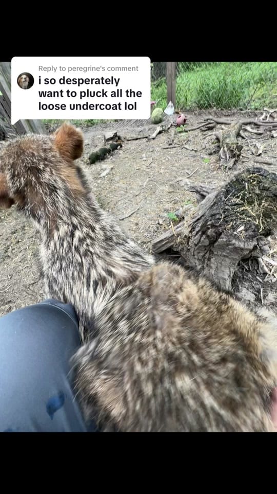 Post 5 by Fox Freak on TikTok (video)