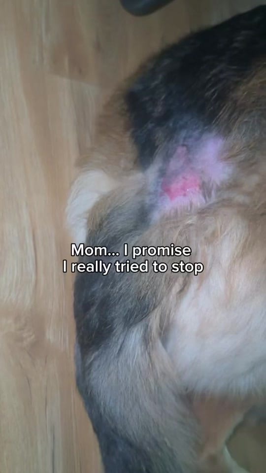 Post 8 by Lillie&Lee on TikTok (video)