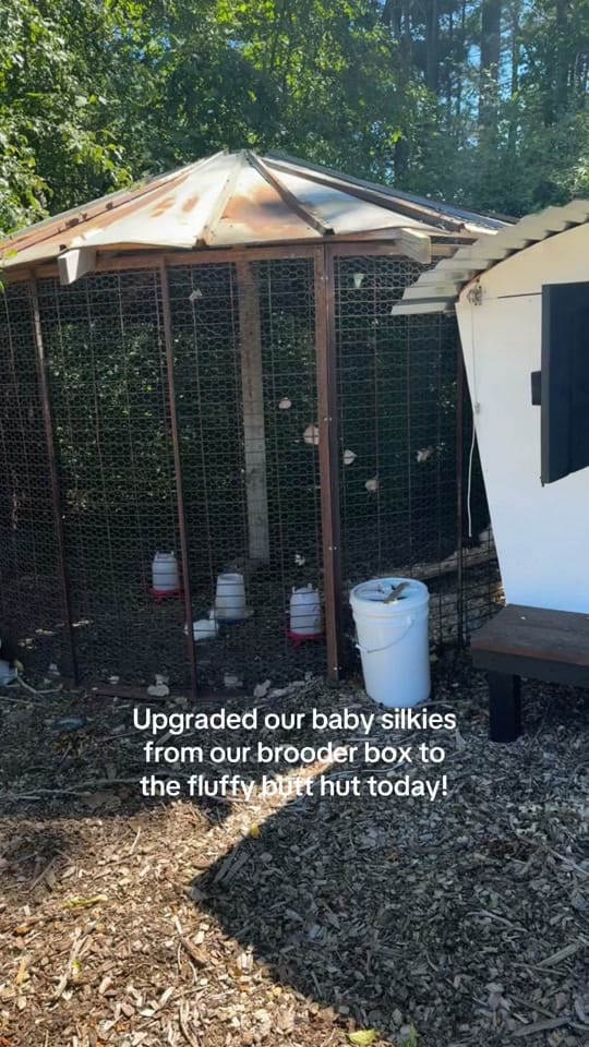 Post 4 by Caitlyn Farinacci 🌾🩵 on TikTok (video)
