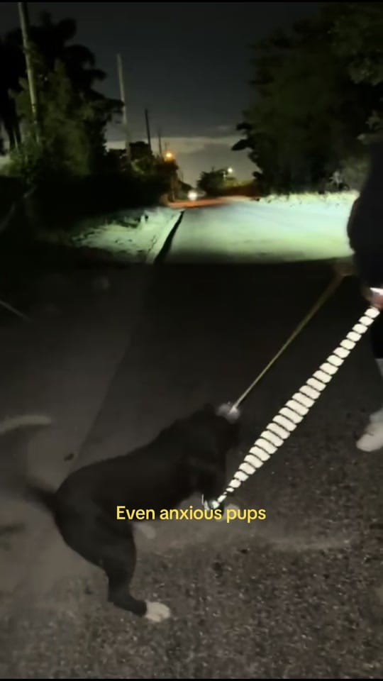 Post 2 by Dali on TikTok (video)