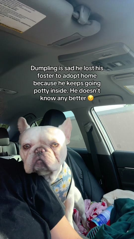 Post 5 by Dali on TikTok (video)