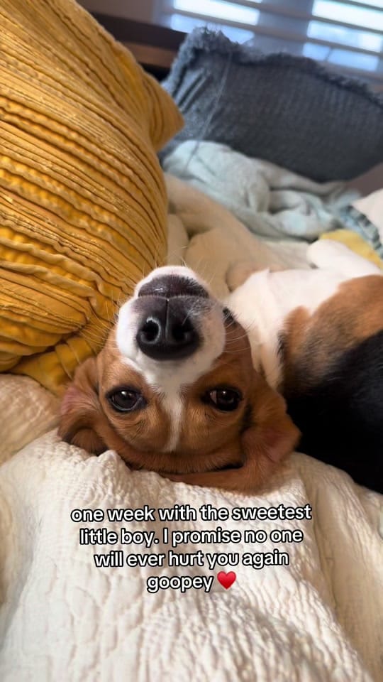 Post 8 by Dali on TikTok (video)