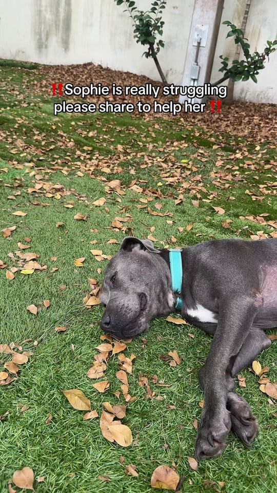 Post 4 by Dali on TikTok (video)