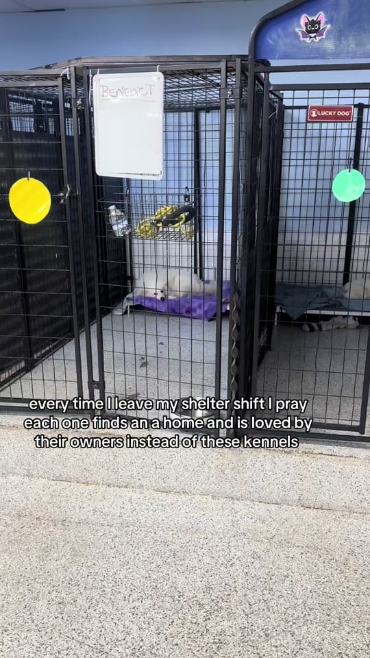 Post 3 by Dali on TikTok (video)