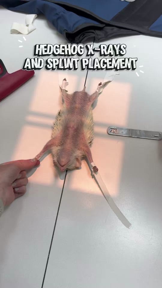 Post 2 by Dr. Rachel Siu on TikTok (video)