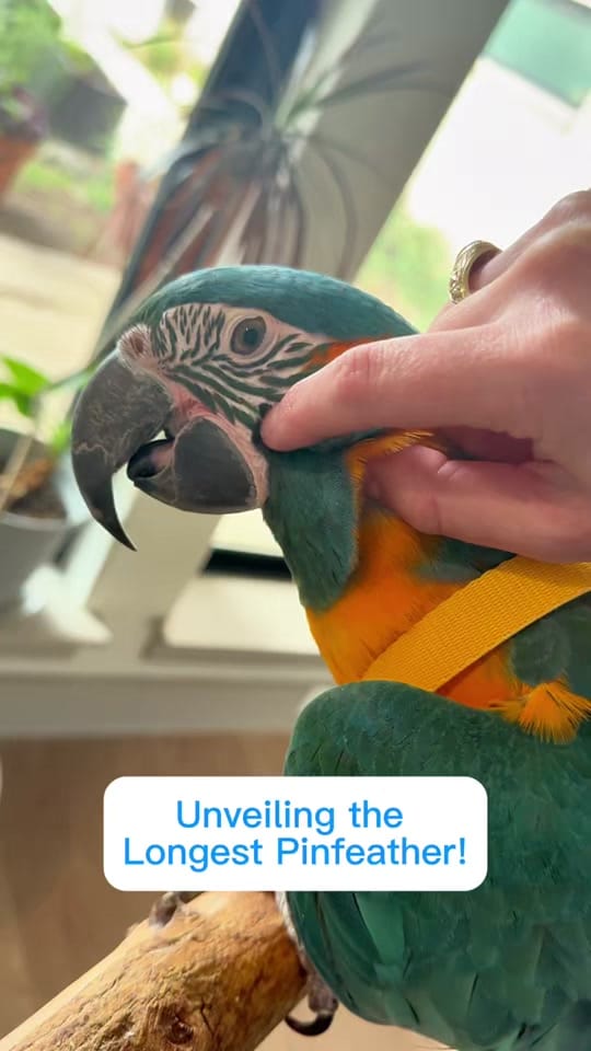Post 4 by Dr. Rachel Siu on TikTok (video)