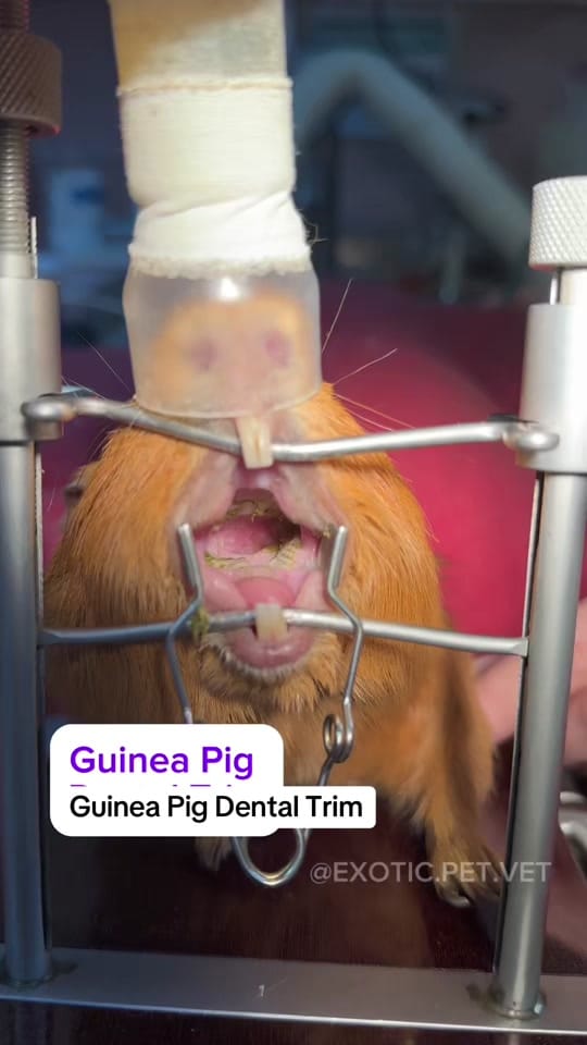 Post 10 by Dr. Rachel Siu on TikTok (video)
