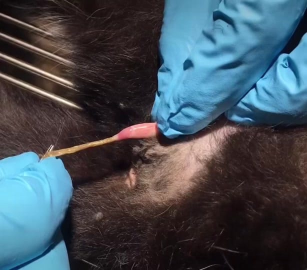Post 1 by Crossroads Veterinary Clinic on TikTok (video)