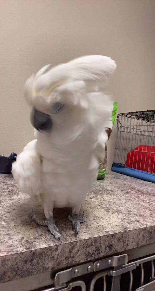 Post 3 by Crossroads Veterinary Clinic on TikTok (video)