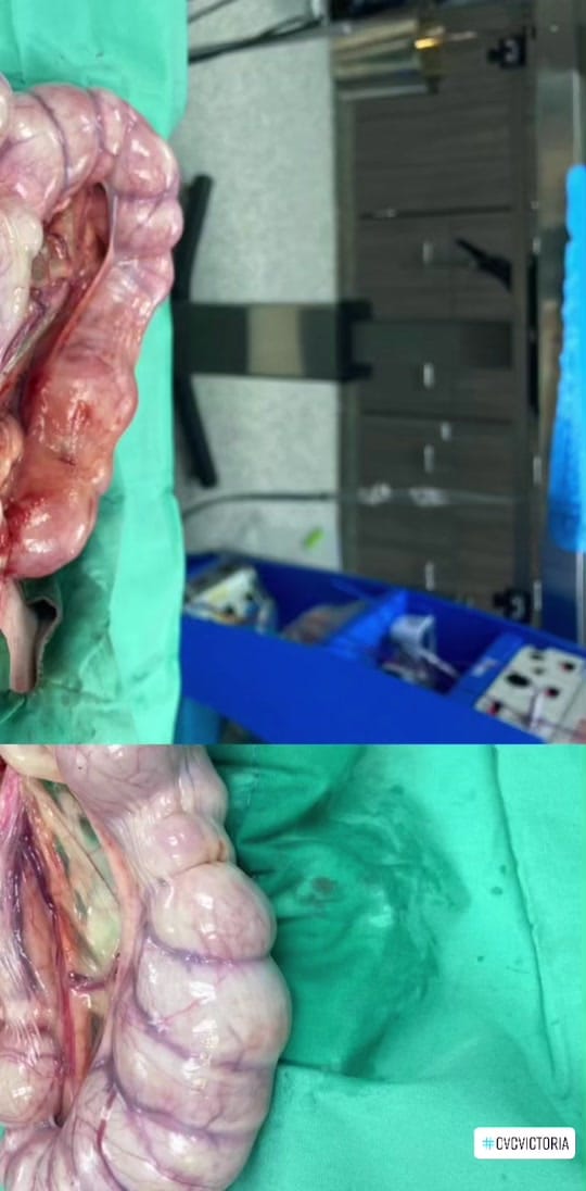 Post 4 by Crossroads Veterinary Clinic on TikTok (video)