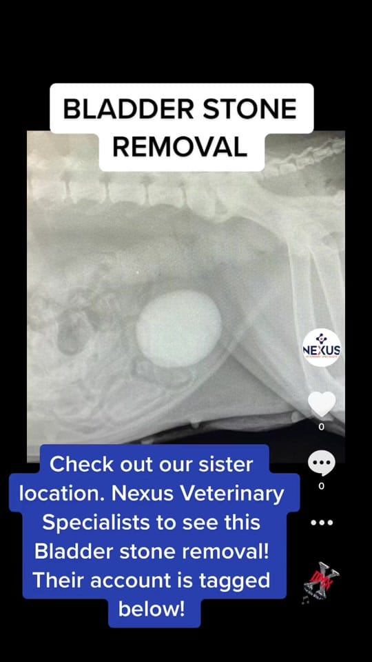 Post 2 by Crossroads Veterinary Clinic on TikTok (video)