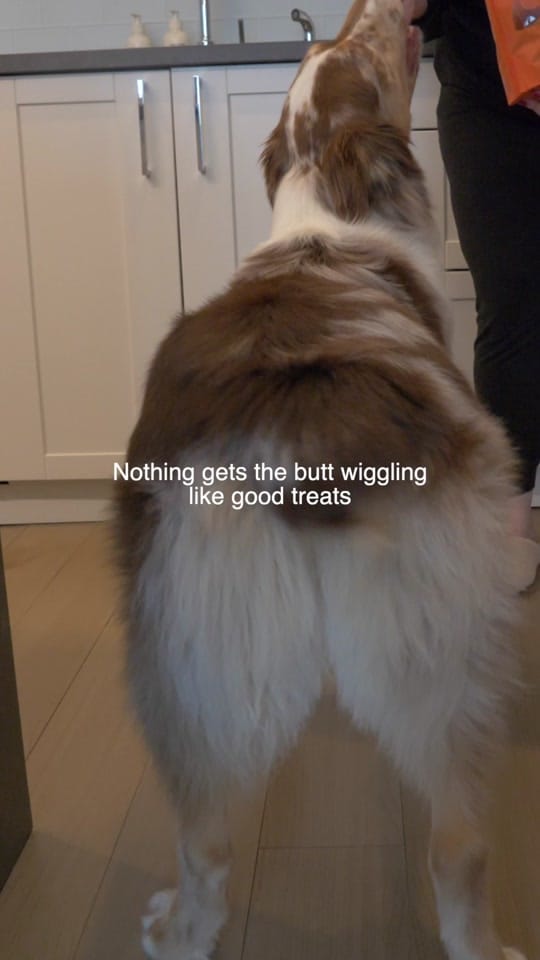 Post 3 by PetMDStore on TikTok (video)
