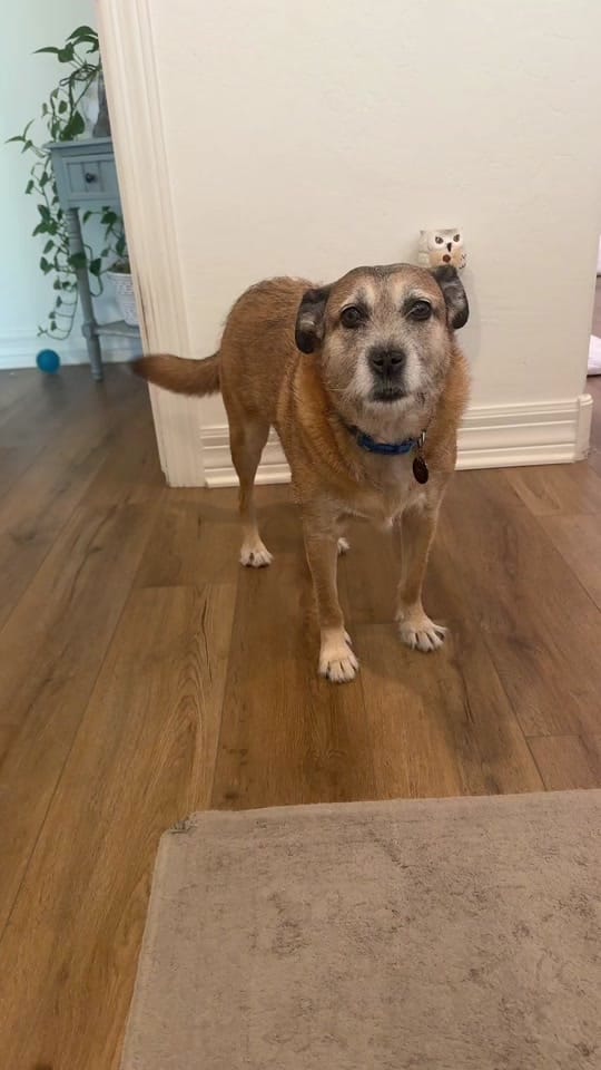 Post 5 by PetMDStore on TikTok (video)