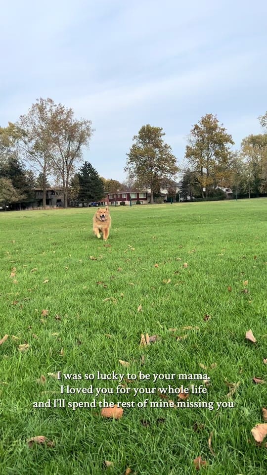 Post 8 by Brisavespaws on TikTok (video)