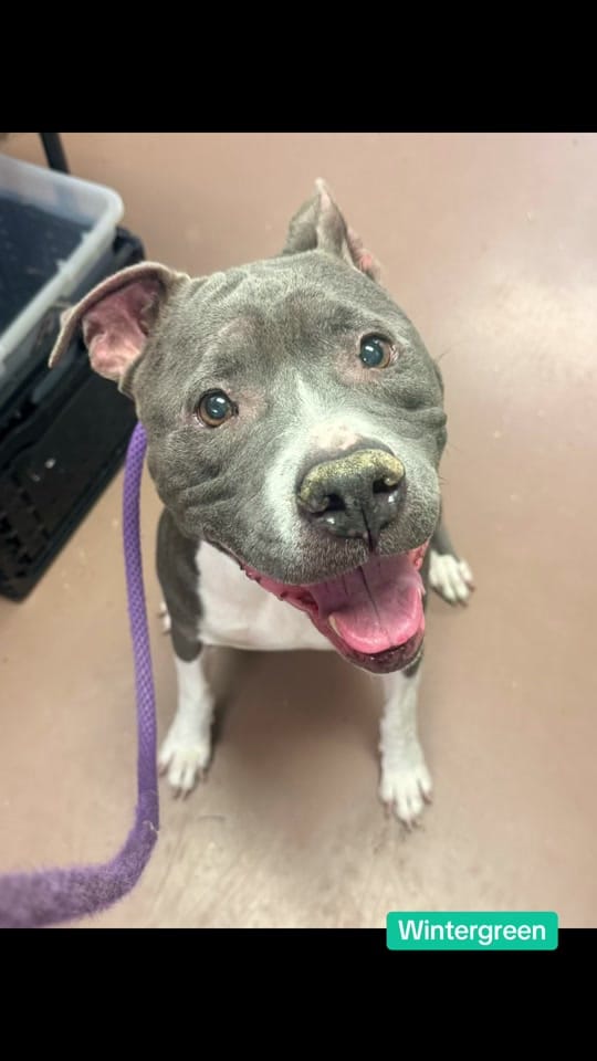 Post 3 by Chicago Shelter Dogs on TikTok (video)