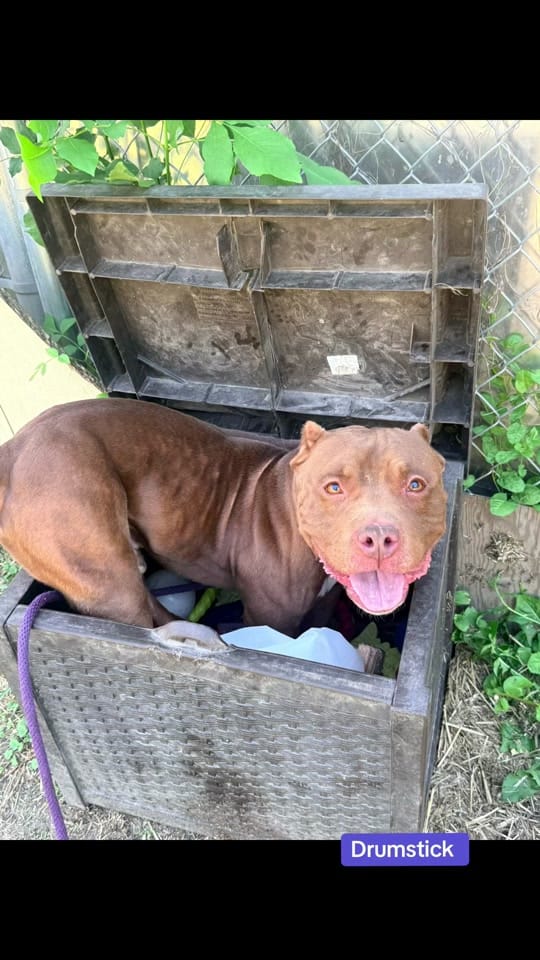 Post 4 by Chicago Shelter Dogs on TikTok (video)
