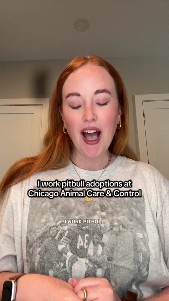Post 2 by Chicago Shelter Dogs on TikTok (video)