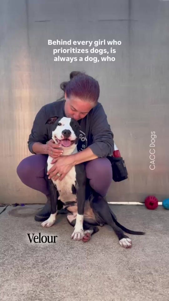 Post 1 by Chicago Shelter Dogs on TikTok (video)
