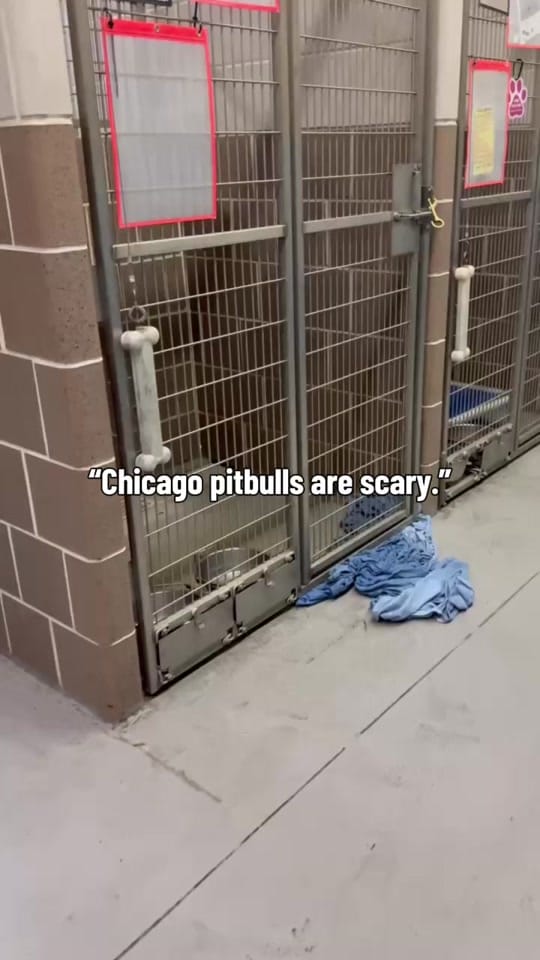 Post 9 by Chicago Shelter Dogs on TikTok (video)
