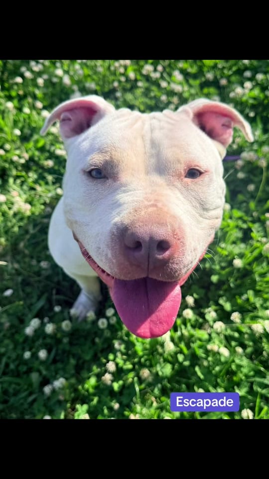 Post 10 by Chicago Shelter Dogs on TikTok (video)