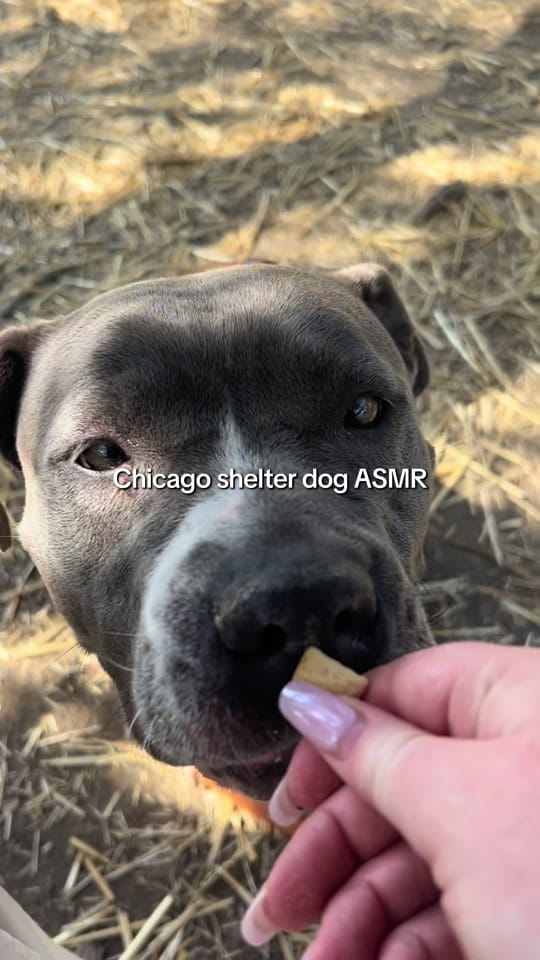Post 6 by Chicago Shelter Dogs on TikTok (video)