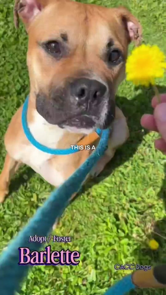 Post 8 by Chicago Shelter Dogs on TikTok (video)
