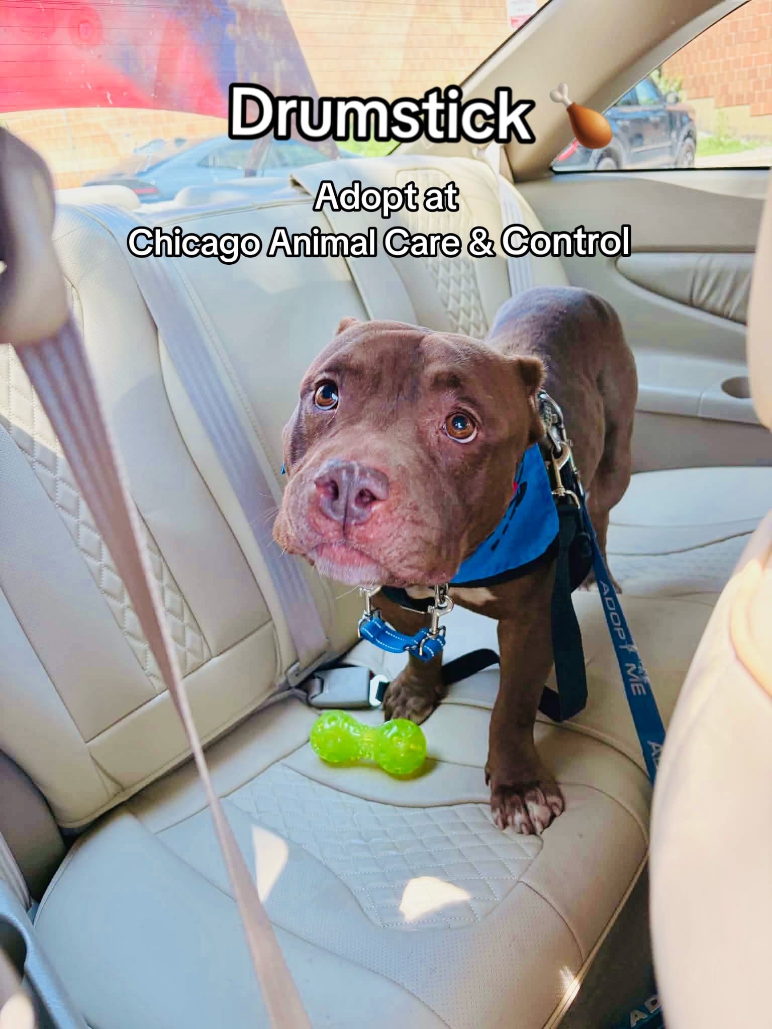Post 7 by Chicago Shelter Dogs on TikTok (video)