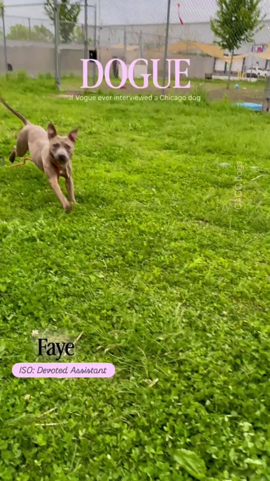 Post 5 by Chicago Shelter Dogs on TikTok (video)