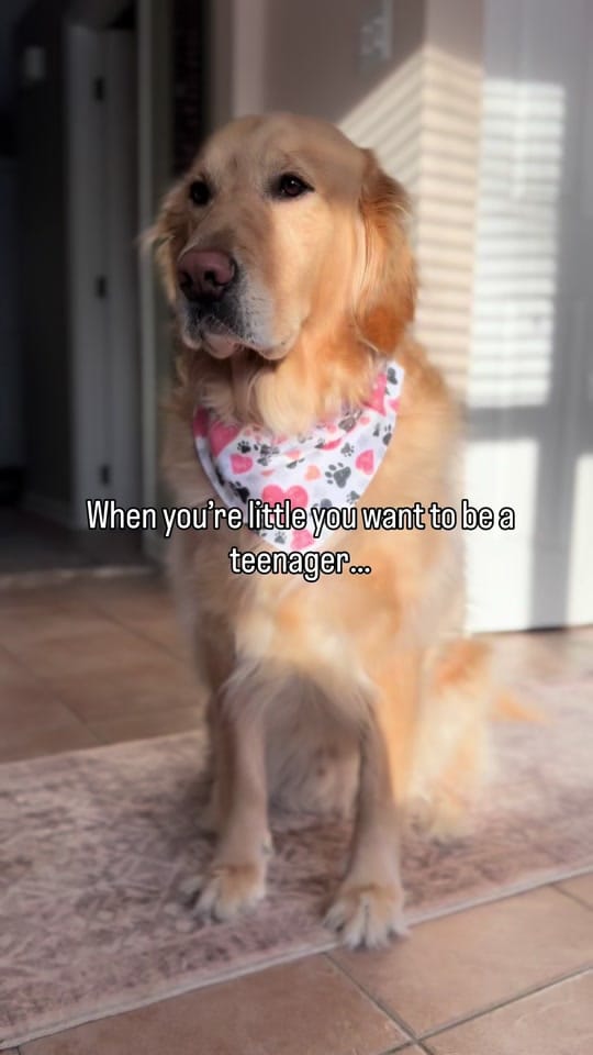 Post 6 by Freddy the Golden on TikTok (video)