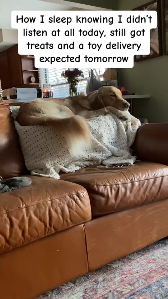 Post 1 by Freddy the Golden on TikTok (video)