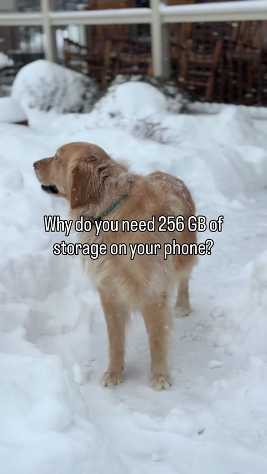 Post 9 by Freddy the Golden on TikTok (video)