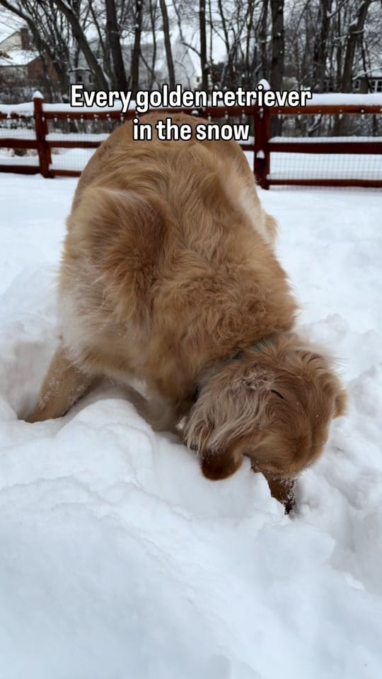 Post 7 by Freddy the Golden on TikTok (video)