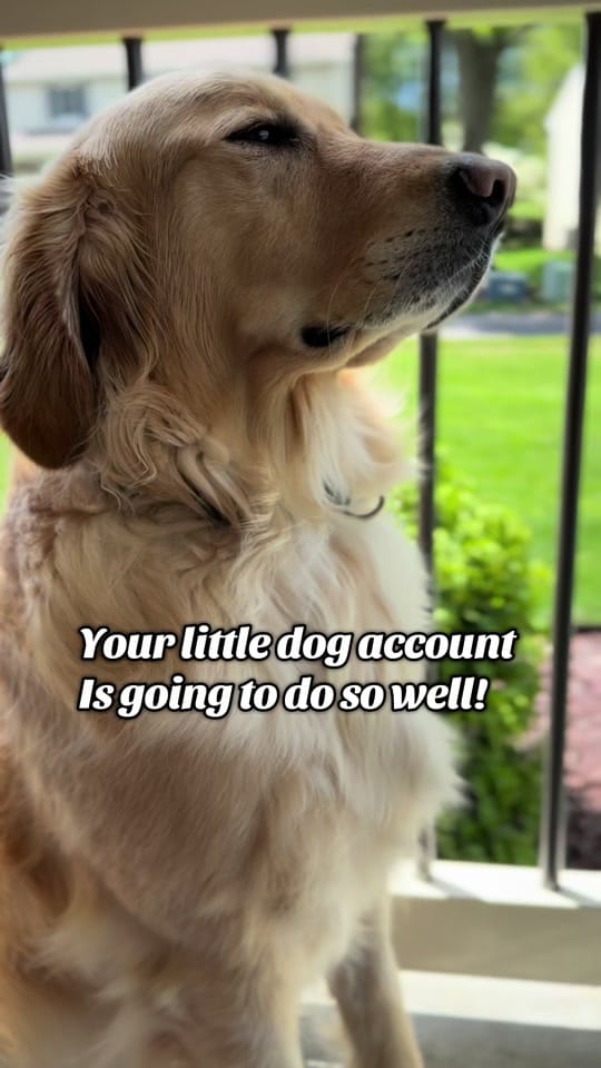 Post 8 by Freddy the Golden on TikTok (video)
