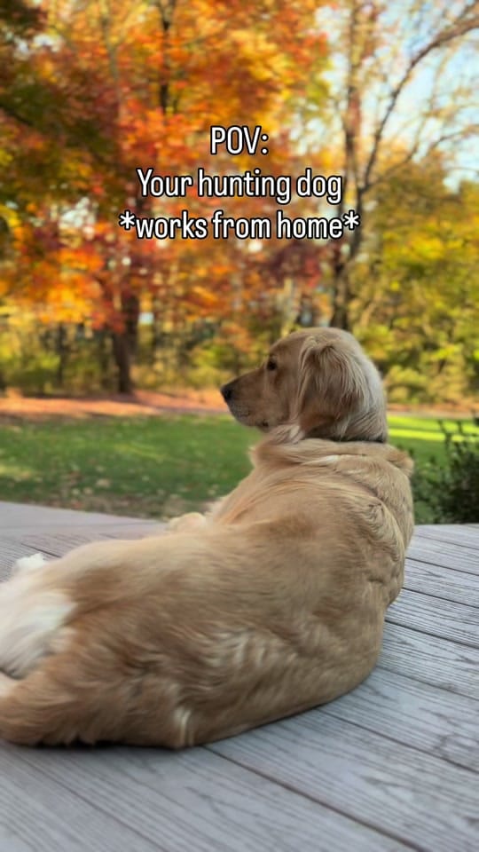 Post 5 by Freddy the Golden on TikTok (video)