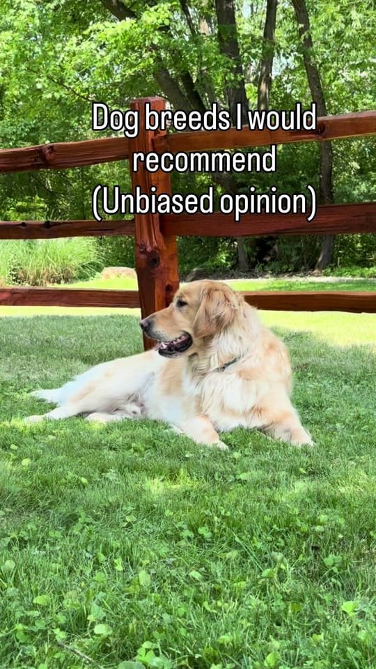 Post 4 by Freddy the Golden on TikTok (video)