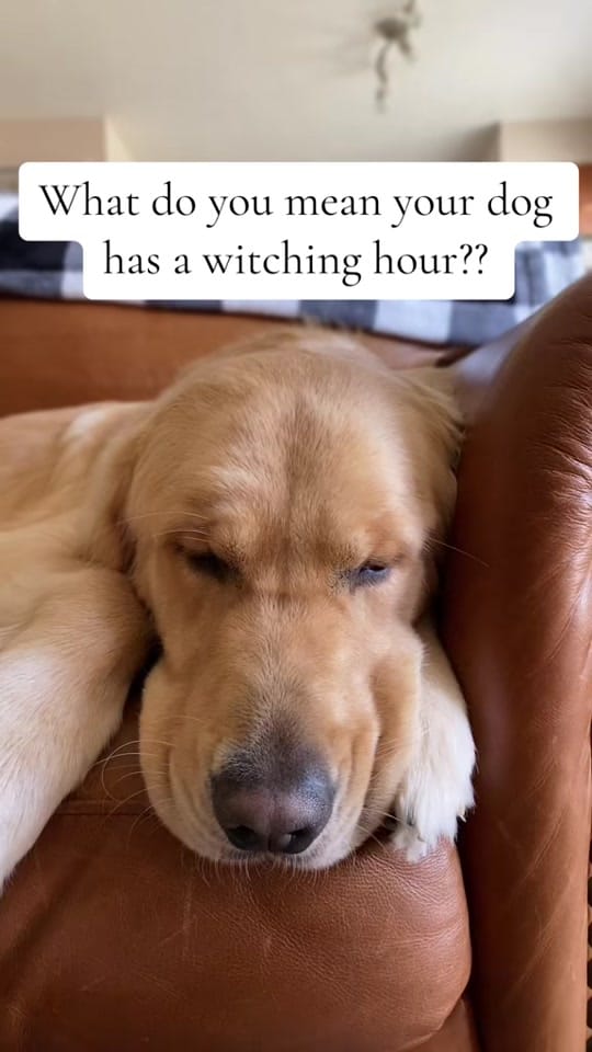 Post 10 by Freddy the Golden on TikTok (video)