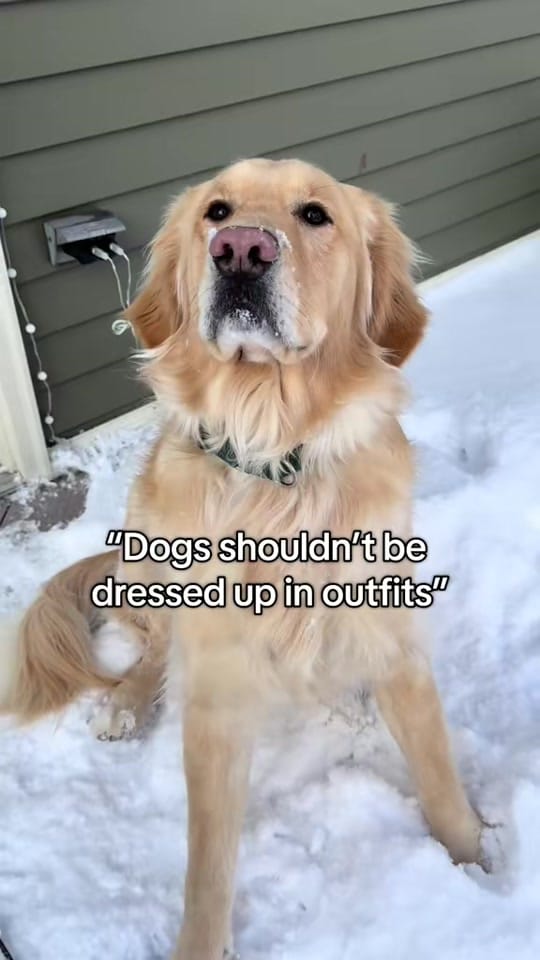 Post 3 by Freddy the Golden on TikTok (video)
