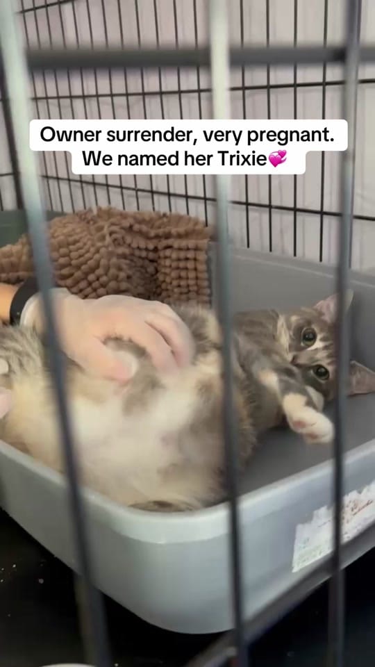 Post 8 by Edgar & Ivy’s Cat Sanctuary on TikTok (video)
