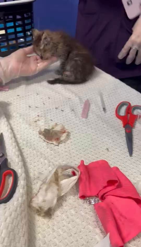 Post 5 by Edgar & Ivy’s Cat Sanctuary on TikTok (video)